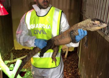 Un dragó de Komodo no compta com a animal de companyia