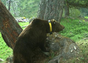 Goiat, l’os que assola el bestiar a banda i banda del Pirineu