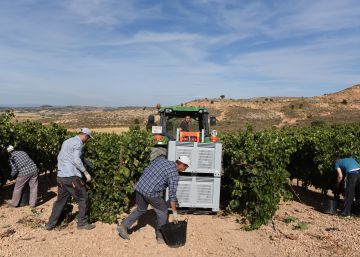 Una banda falsificó 1.500 botellas de los vinos más caros de la Ribera del Duero