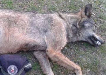 Un ejemplar de lobo muere atropellado en la M-608