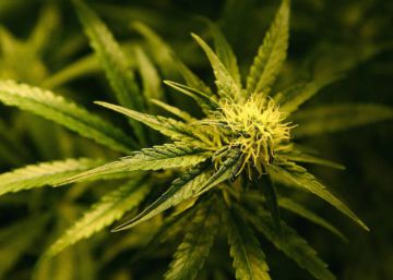 Ingresado en un centro de acogida el bebé de Alicante intoxicado con cocaína y cannabis
