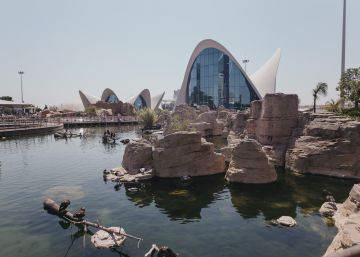 L’Oceanogràfic de València, segundo mejor acuario del mundo para los usuarios de TripAdvisor