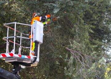 Madrid vigila 500.000 árboles para evitar accidentes