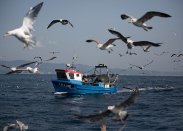 Navegando en donde mueren las aves marinas