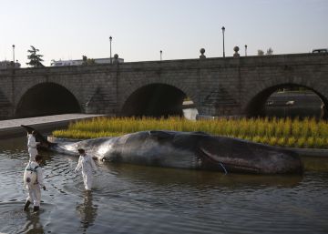Una instalación artística emula a un cachalote en Madrid Río