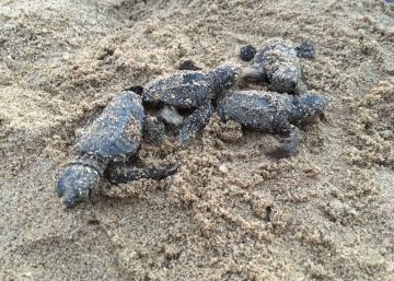 Almenys 90 tortugues neixen en una platja de Cambrils