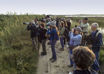 El festival de aves del Delta vuelve en alas de la tórtola