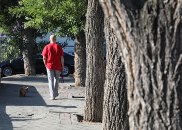 El 25% de los árboles de Madrid son viejos, no arraigan o están enfermos