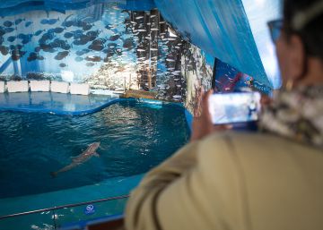 El zoo de Barcelona pierde
180.000 visitantes en dos años