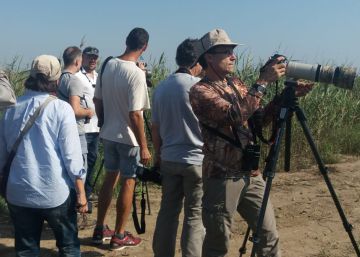 El paó del Congo canta al delta de l’Ebre