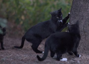 Las locas de los gatos no están locas y tienen carné