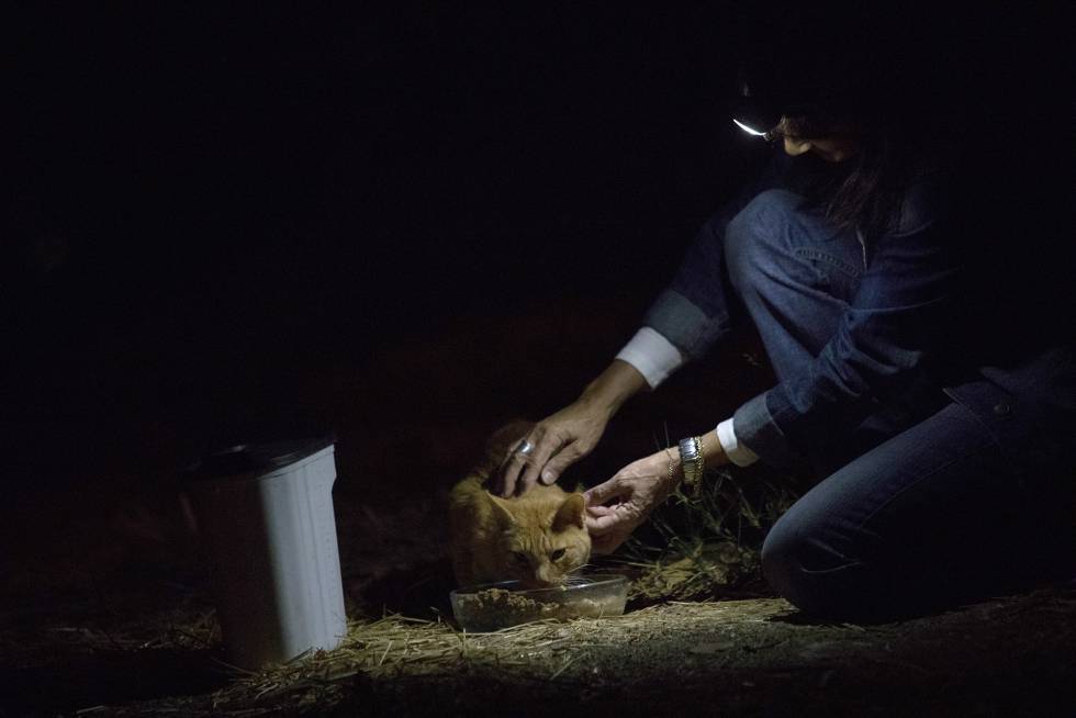 Victoria de Lucio alimenta a un gato de una de sus colonias.
