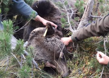 El Govern intentará reeducar al oso ‘Goiat’ antes de expulsarlo del Pirineo