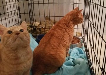 Un centenar de perros y gatos en Parla, en riesgo de quedar “abandonados”