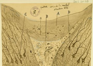 Ramón y Cajal exposa al Macba