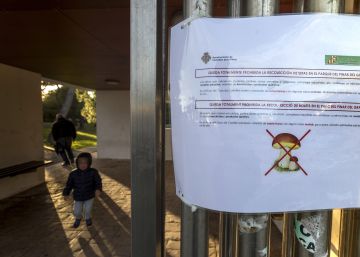 Alertan de una plaga de seta mortal en el Pinar de Castellón