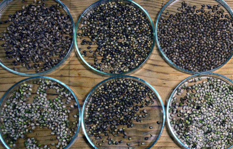 Semillas de diversas variedades de cannabis.