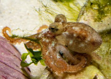 Científicos de Vigo logran la reproducción del pulpo en cautividad después de 20 años