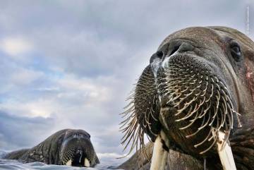La fotografía, el mejor aliado de la naturaleza