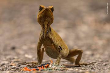 La fotografía, el mejor aliado de la naturaleza