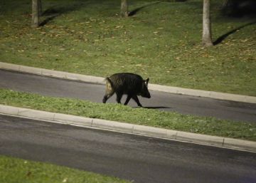 El jabalí llega al Eixample