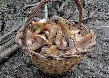 L’aventura de bosc: esclata-sang