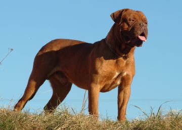 Así es el dogo de Burdeos, una de las razas de perro más antiguas de Francia