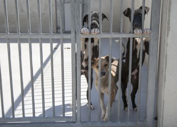 La Comunidad de Madrid tiene registrados más de 10.000 perros como potencialmente peligrosos