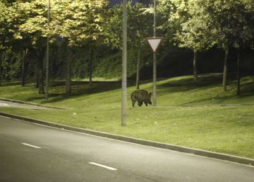 Els animals causen 2.500 accidents de trànsit a Catalunya el 2018