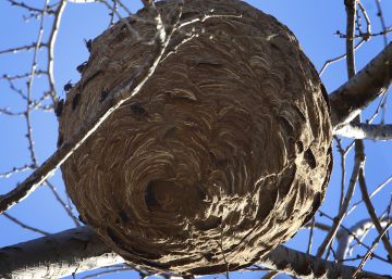 Más de 1.200 especies exóticas amenazan la biodiversidad catalana