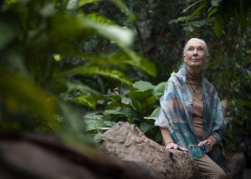 Jane Goodall adverteix que afrontem una extinció massiva d’animals