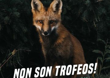 Los animalistas destapan la ubicación del campeonato del zorro que no revelaron la Xunta ni los cazadores