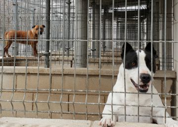 El problema sin resolver de los perros potencialmente peligrosos