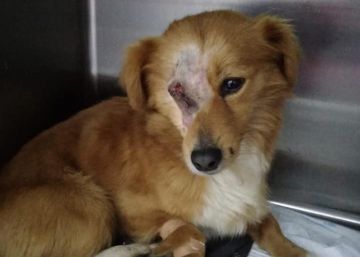 ¿Quién disparó en el ojo a ‘Whisky’?