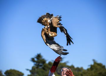 El águila imperial vive uno de sus mejores momentos desde los años 50