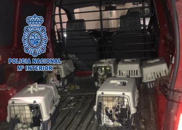 Rescatados 12 chihuahuas de un criadero ilegal en Meco