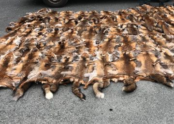 El Seprona intercepta una furgoneta con 87 pieles ilegales de zorro