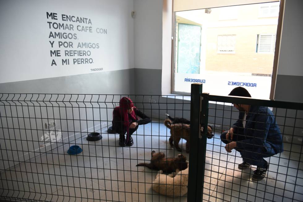 Entrar a por un café y salir con un cachorro