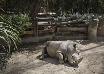 L’Ajuntament de Barcelona inicia la fi del seu zoo del segle XIX