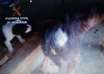 El Seprona rescata 35 perros en Rianxo y cree que se alimentaban de otros animales en descomposición