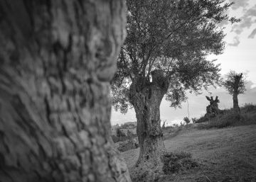 Olivos, serpientes, Ibiza y más
