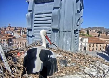El ‘reality’ de las cigüeñas de Alcalá de Henares