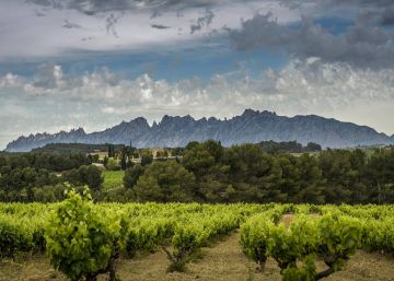 El vino catalán crece pero frena en el mercado español