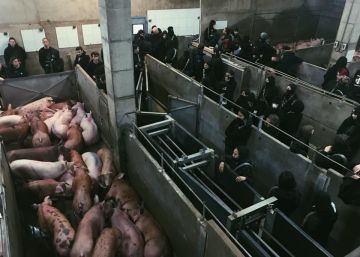 Los Mossos desalojan a un centenar de animalistas que habían ocupado un matadero en Girona