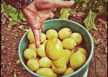 Historias de limones