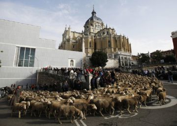 Los bichos que viven con nosotros