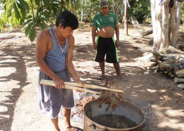 Una campanya anima a apadrinar plantes d’ayahuasca