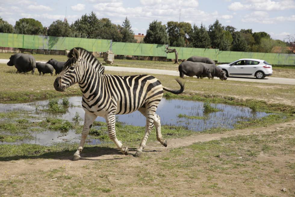 Reportaje en el Safari de Madrid.