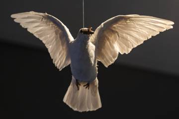La 'Paloma de la guerra' disecada de Pilar Albarracín.