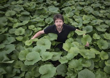 El auténtico wasabi crece en el Montseny